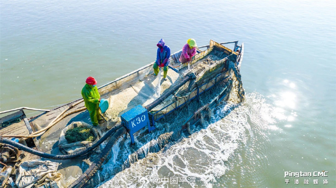 pingtanchina's tweet image. Bumper harvest at Pingtan's Ocean Aquaculture. Check it out! #clams