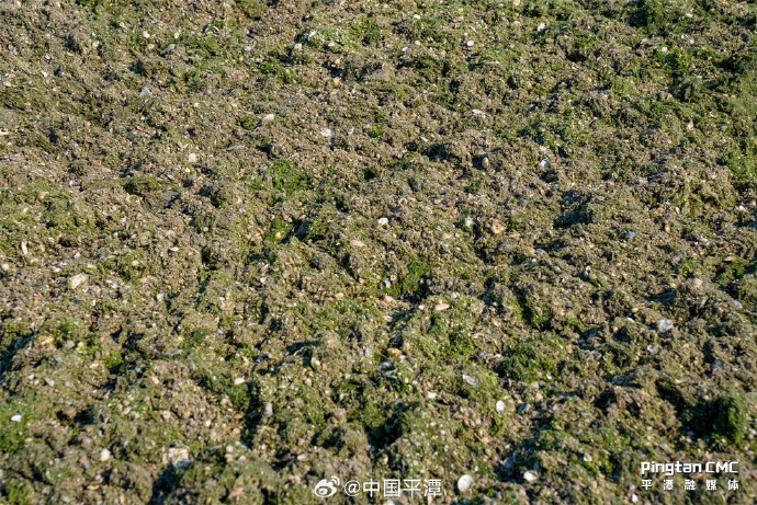 pingtanchina's tweet image. Bumper harvest at Pingtan's Ocean Aquaculture. Check it out! #clams