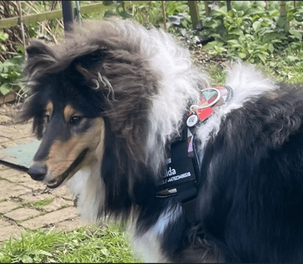 ApexiaGroup's tweet photo. 🐾 Thank you so much, George, for sending in this lovely picture! 🐾

She's sooo floofy!! We absolutely love her and are so happy we can help keep her safe with an Apexia Pet Tag! 💙

📸 Keep the adorable pet pics coming! Tag us to be featured. 🐶🐱

#PetTag #FurryFriend #ApexiaP https://t.co/cLqCzfdWsb
