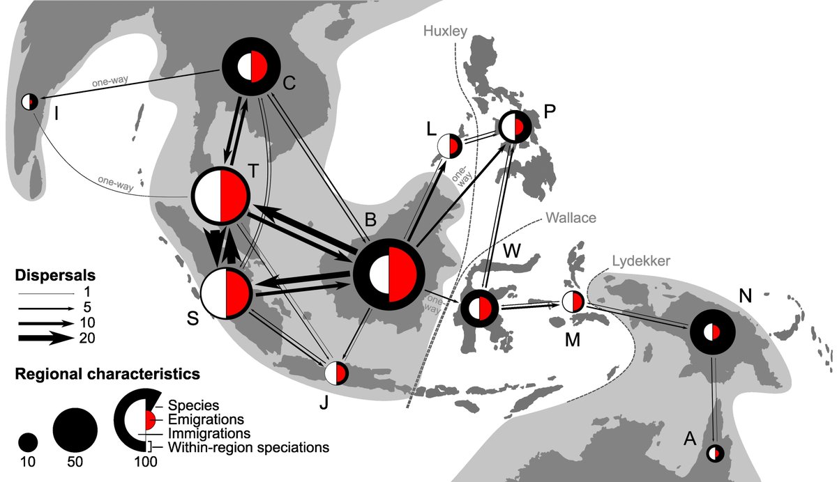 Dr Benedikt Kuhnhäuser (@benkuhnhaeuser) on Twitter photo Our latest research in <a href="/ScienceMagazine/">Science Magazine</a> explores how island geography 🌏🏝️ shaped the evolution of rattan palms 🌿🌴 in tropical Asia.
🔓 Read the paper using this free-access link: science.org/stoken/author-…
#Biodiversity #Evolution #Biogeography
<a href="/BillJBaker/">Bill Baker</a> <a href="/Chomicki_G/">Guillaume Chomicki</a> Our latest research in <a href="/ScienceMagazine/">Science Magazine</a> explores how island geography 🌏🏝️ shaped the evolution of rattan palms 🌿🌴 in tropical Asia.
🔓 Read the paper using this free-access link: science.org/stoken/author-…
#Biodiversity #Evolution #Biogeography
<a href="/BillJBaker/">Bill Baker</a> <a href="/Chomicki_G/">Guillaume Chomicki</a>