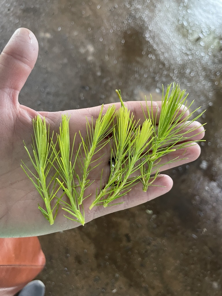 OptiCept's tweet image. OptiCept Increases Cultivation Efficiency for Pine

The OptiBoost method supports stronger, quicker-rooting, healthier pine seedlings, ensuring a more resilient and productive forestry industry.

full story here: opticept.se/opticept-incre…

#OptiBoost #OptiCept #Planttech #Forestry