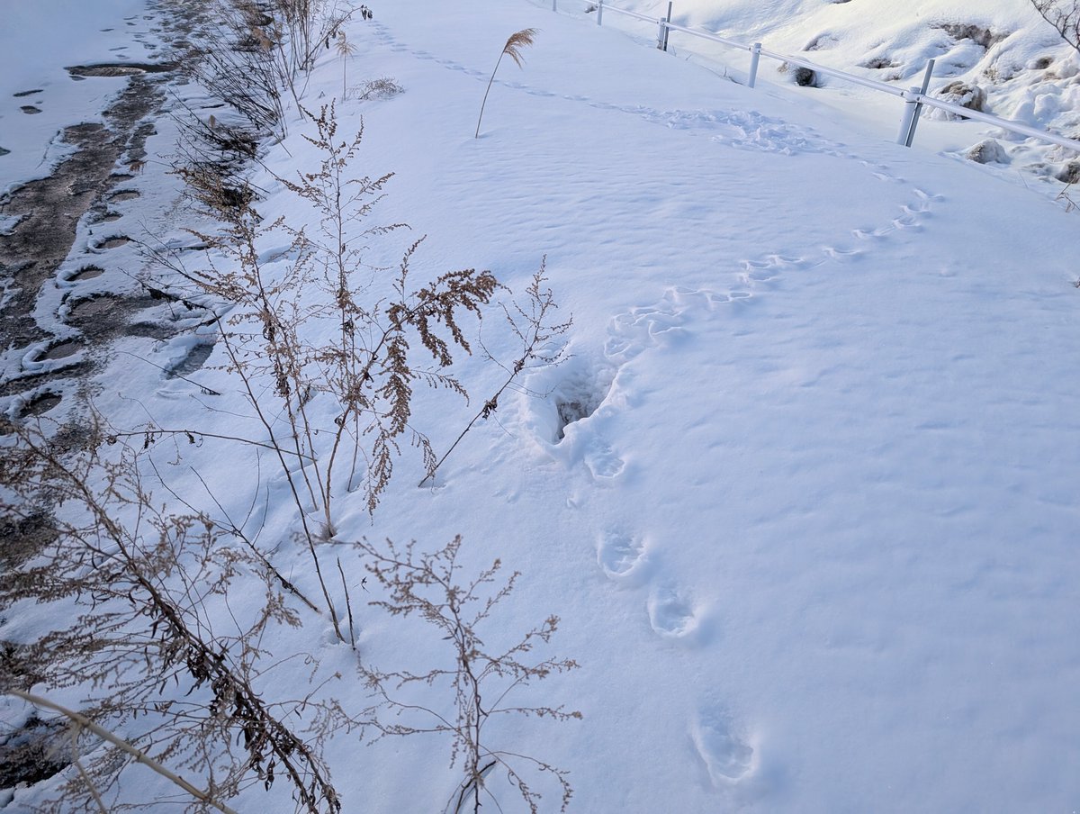 frogrider_258's tweet photo. キタキツネの狩りの跡があった
歩道の横端に積み上げられた雪で何を狩っていたのだろうか https://t.co/hQoYRKvlmt