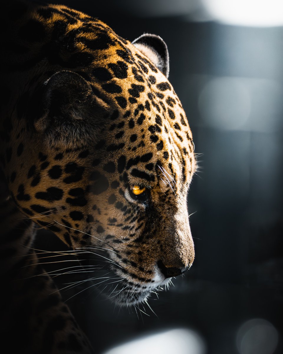 #引用で雑に紹介されたい