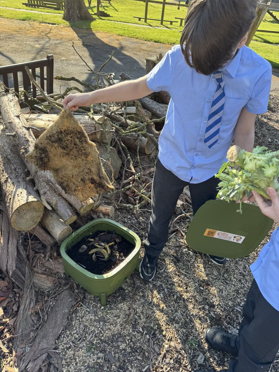 MrCMcSorley's tweet photo. Itβs roast dinner day in school so the veg waste from our kitchen is going to our wormery to be turned into lovely compost! πͺ±β»οΈπͺ΄#CommunityCompost @StVincentsL12 @MinistryEco #YGBC https://t.co/XNsFxfs0C0
