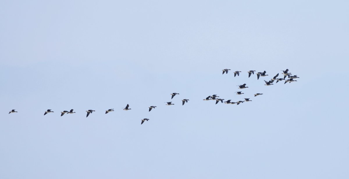 Zhenlai in Jilin province welcomed its first wave of migratory birds! 🕊️✨ Two white cranes arrived with 200+ grey cranes and bean geese, gracing the icy wetlands. They preened, foraged, and soared joyfully, while oriental storks joined them in the skies!

As a "golden relay station" on the migratory route, this wetland offers a five-star ecological service to these sky dancers traveling thousands of miles. [Photo by Pan Shengyu, Wang Kai]

#GreenChina #WildChina #Biodiversity #NatureLover #NatureWonder #WildlifeConservation #BirdWatching