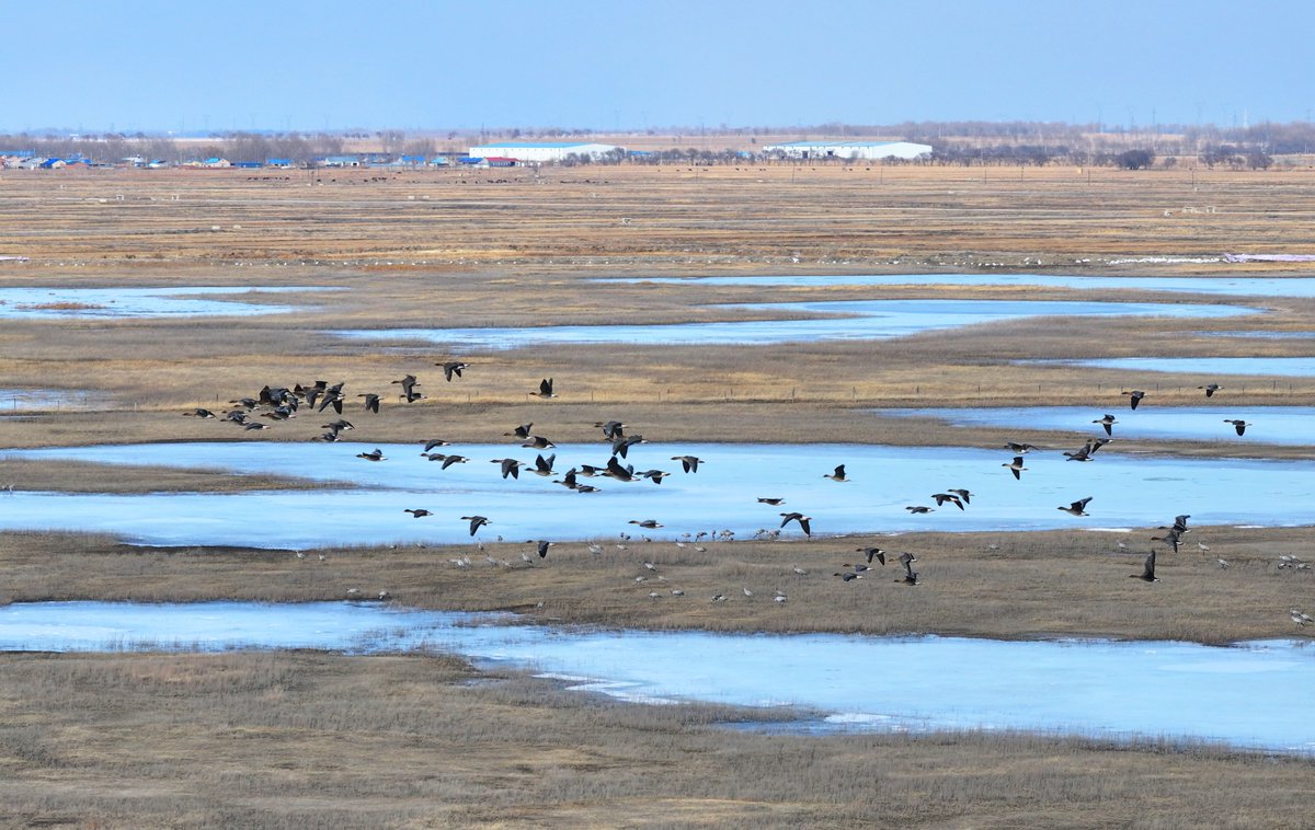 Zhenlai in Jilin province welcomed its first wave of migratory birds! 🕊️✨ Two white cranes arrived with 200+ grey cranes and bean geese, gracing the icy wetlands. They preened, foraged, and soared joyfully, while oriental storks joined them in the skies!

As a "golden relay station" on the migratory route, this wetland offers a five-star ecological service to these sky dancers traveling thousands of miles. [Photo by Pan Shengyu, Wang Kai]

#GreenChina #WildChina #Biodiversity #NatureLover #NatureWonder #WildlifeConservation #BirdWatching