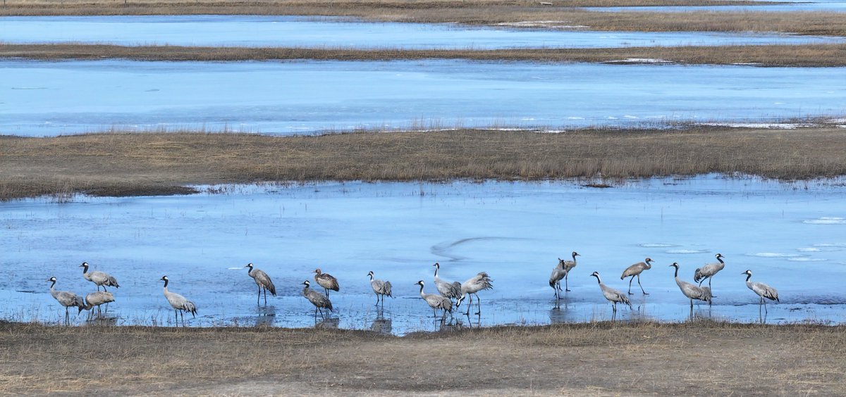 Zhenlai in Jilin province welcomed its first wave of migratory birds! 🕊️✨ Two white cranes arrived with 200+ grey cranes and bean geese, gracing the icy wetlands. They preened, foraged, and soared joyfully, while oriental storks joined them in the skies!

As a "golden relay station" on the migratory route, this wetland offers a five-star ecological service to these sky dancers traveling thousands of miles. [Photo by Pan Shengyu, Wang Kai]

#GreenChina #WildChina #Biodiversity #NatureLover #NatureWonder #WildlifeConservation #BirdWatching
