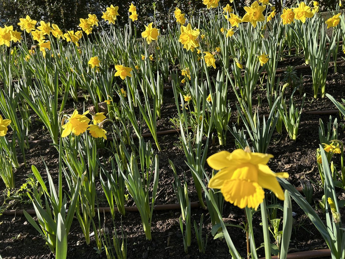Marche à pied ce matin au lieu de prendre le métro. Faire des pas avec <a href="/allianzfrance/">Allianz France</a> pour <a href="/institut_curie/">Institut Curie</a>  #UneJonquilleContreLeCancer