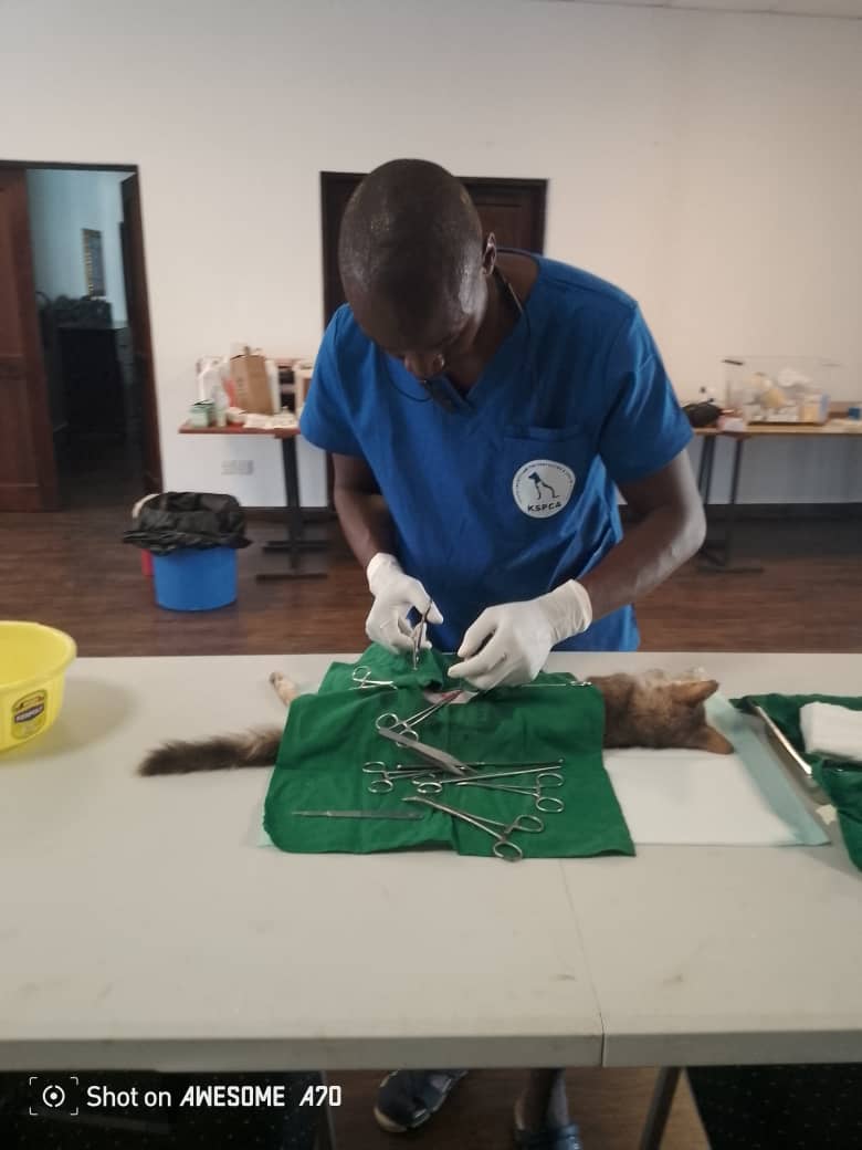 KESCAVAvets's tweet photo. 🐾 Watamu Outreach Update! 🏥🐶🐱

@KspcaK &amp; @KESCAVAvets spent the last 4 days in Watamu conducting vaccinations &amp; spay/neuter surgeries, thanks to Temple Point Resort Watamu for their support! 💉✨

Big thanks to KESCAVA members who joined in. 

 #SpayNeuter #VaccinationDrive https://t.co/kHZgOErrQ8