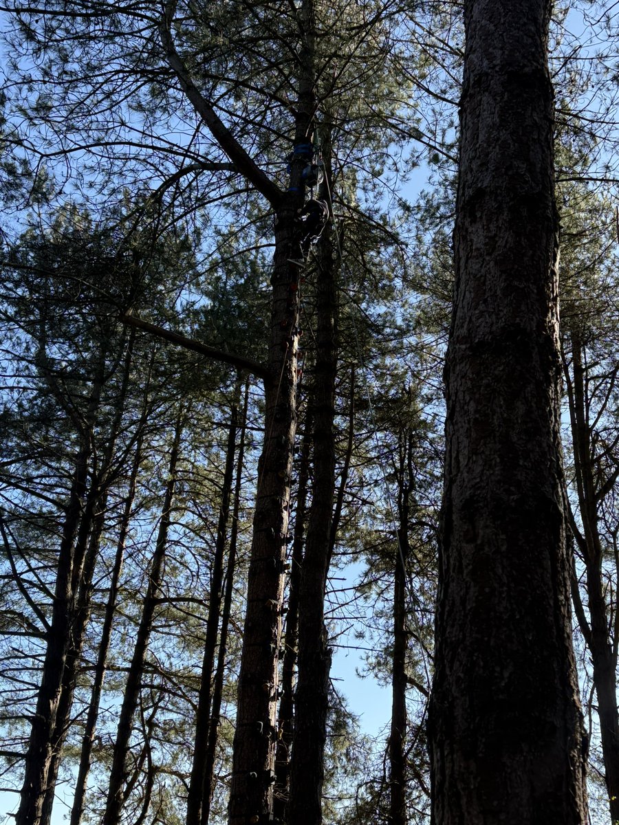 Can you spot the tree climber?