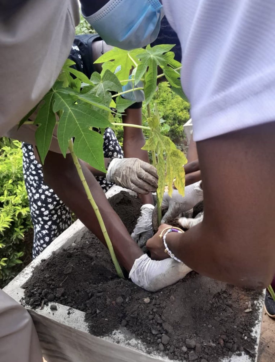 CSIgroup_sn's tweet photo. Le collège de la Bilingual School of Bamako lance un projet qui combine apprentissages en SVT et créations d'espaces verts au sein du campus. https://t.co/z36h7sm4np