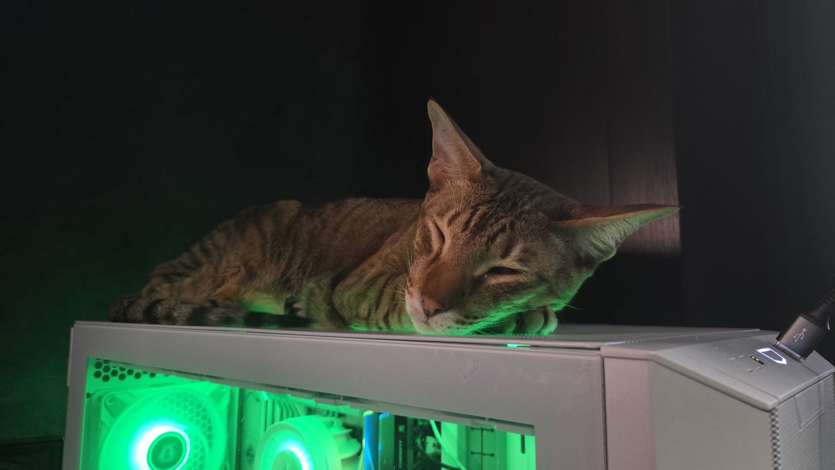 Sheava_'s tweet image. В целом, с выбором корпуса я не прогадал. Котам очень нравится)))