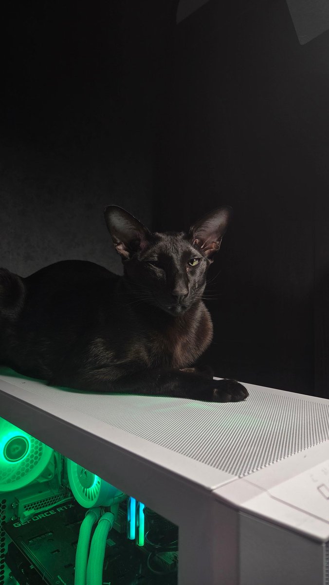 Sheava_'s tweet image. В целом, с выбором корпуса я не прогадал. Котам очень нравится)))