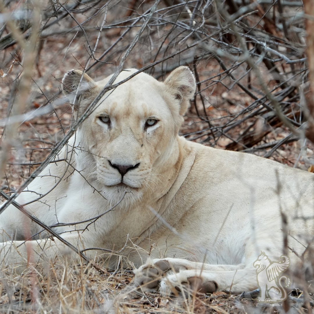Their Rightful Place. 

#whitelions #sacredecology #leadershipinconservation