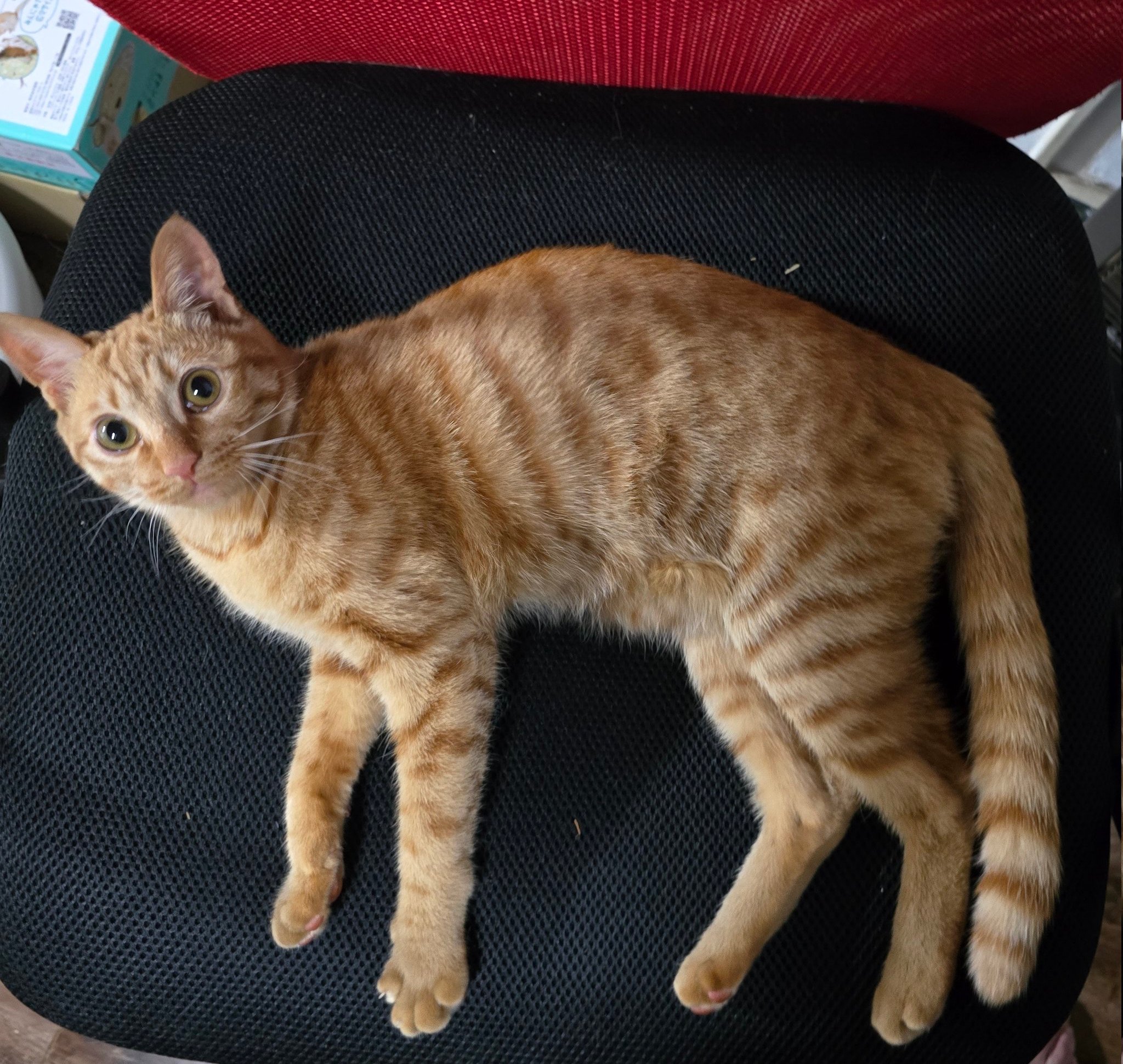 猫です DxSxKxIx on X: 