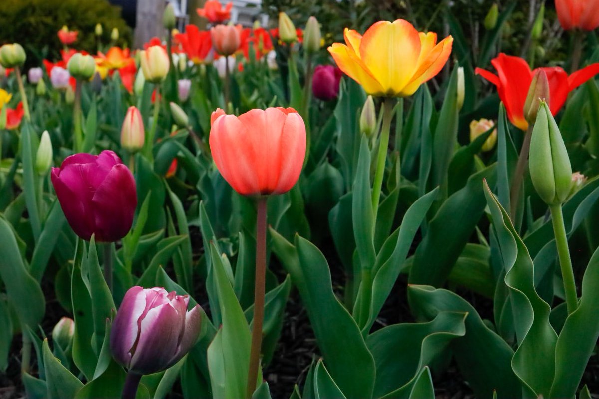 alliemcrowe's tweet photo. Tulip Tuesday #waitingonspring #TuesdayFeeling https://t.co/3zHK2qFdV1