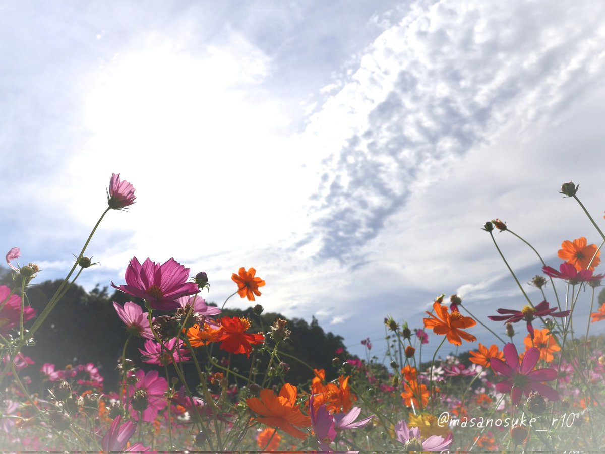 masanosuke_R10's tweet image. フォロワーさんが増えてきたので、改めましてご挨拶です
今はとにかくシャッター押すのが楽しくて
被写体選ばず『何でも撮ろう』がコンセプトの雑食系の写真アカウント📷
ハイライトを見ていただけると喜びます
無断転載お断りですが、いいね・リポスト・フォロー大歓迎…