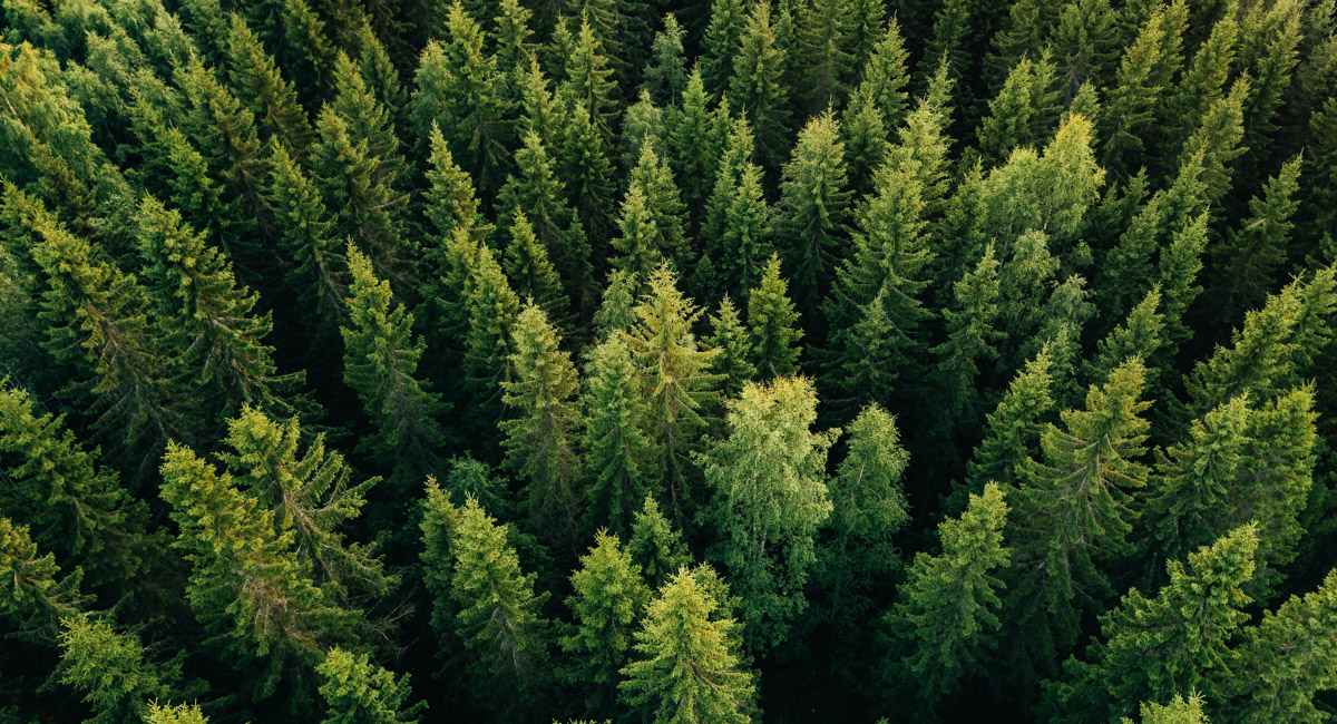 Haemme viestintäasiantuntijaa määräaikaiseen sijaisuuteen (4/2025–8/2026). 

Keskeiset tehtävät:
🌲 Viestinnän ja vaikuttajaviestinnän monipuoliset tehtävät
🌲 Kampanjoiden koordinointi ja sisällöntuotanto
🌲 Tapahtumien järjestäminen ja yhteistyöverkostojen kehittäminen

Tule