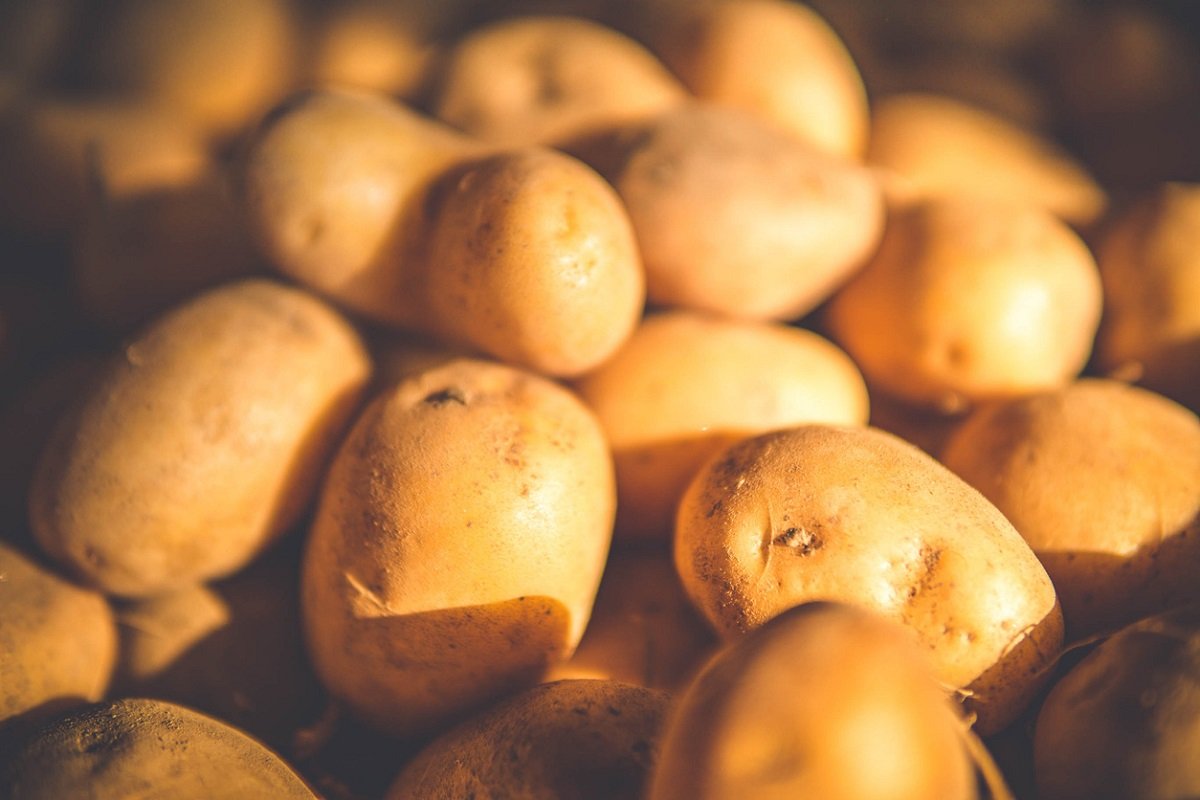 IsingizweAlbert's tweet photo. Rwanda is advancing into genetically modified organisms (GMOs), with trials underway for GMO potato varieties that require no fungicide spraying! 

✅The @RwandaAgriBoard says these varieties could reduce production costs and stabilize market prices. https://t.co/UNgiPUMzpE