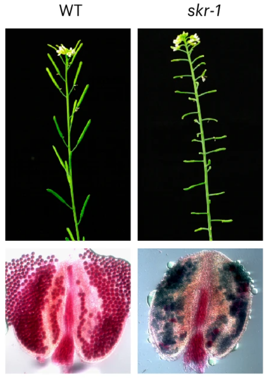 New Letter: "Sporophyte-directed gametogenesis in Arabidopsis" rdcu.be/ed0V0

In flowering plants the gametophyte develops within the sporophyte.  Male gametophyte development in Arabidopsis is directed by the sporophyte through repression of gametogenesis genes.