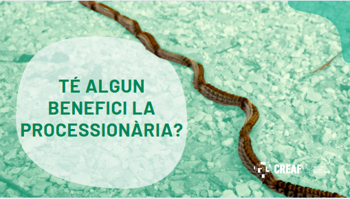 CREAF_ecologia's tweet photo. L’eruga de la processionària del pi és molt mediàtica, perquè el seu cos està recobert per pèls urticants que afecten humans i mascotes. Tot i això, cal tenir present que, en general, està en equilibri amb l’ecosistema i hi aporta un seguit de beneficis🐛🐛 Us els expliquem! 🧵 https://t.co/DKLnzH971U
