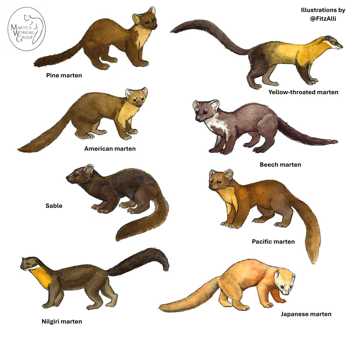Happy International Marten Day! There are 8 Species of marten globally, all very different from each other, but all inquisitive and adaptable. <a href="/fitzalli/">Alli Fitzmorris</a>  #AmericanMarten #EuropeanPineMarten #JapaneseMarten #NilgiriMarten #PacificMarten #Sable #StoneMarten #YellowthroatedMarten