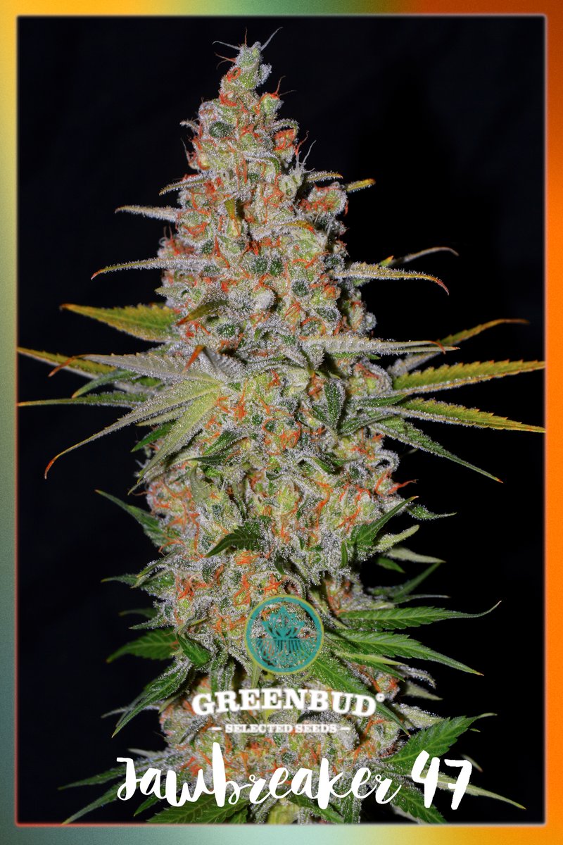GreenbudSeeds's tweet photo. #GreenbudSeeds JAWBREAKER 47 (Classic Line)
πMexican sativa x AK47
π οΏ½οΏ½οΏ½ Testing by @GWG_Testers
π Powered by @GreenwoodGifts πͺπΊ Wholesale Distribution πͺπΊ
Have a great day! π
#weedgirl #weedtwitter #420friendly #weedpics #weedGermany #weedtwt #seedbank #weedmob #weedman https://t.co/LtqvjImBgE