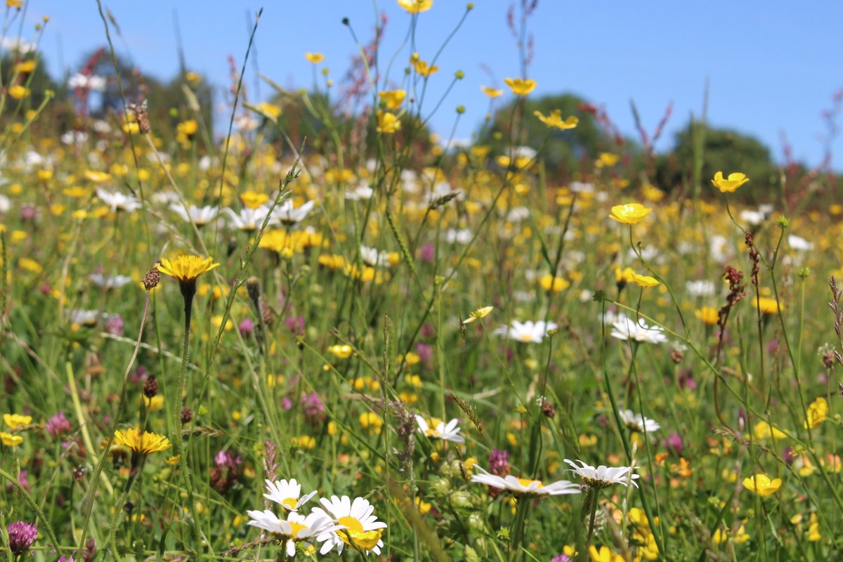 We are recruiting! Apply here hiwwt.current-vacancies.com/Jobs/Advert/37…  to work across Hampshire and the Isle of Wight's amazing and varied habitats, gain experience in ecological survey and monitoring, and see Rewilding in progress! #IsleofWight #Rewilding