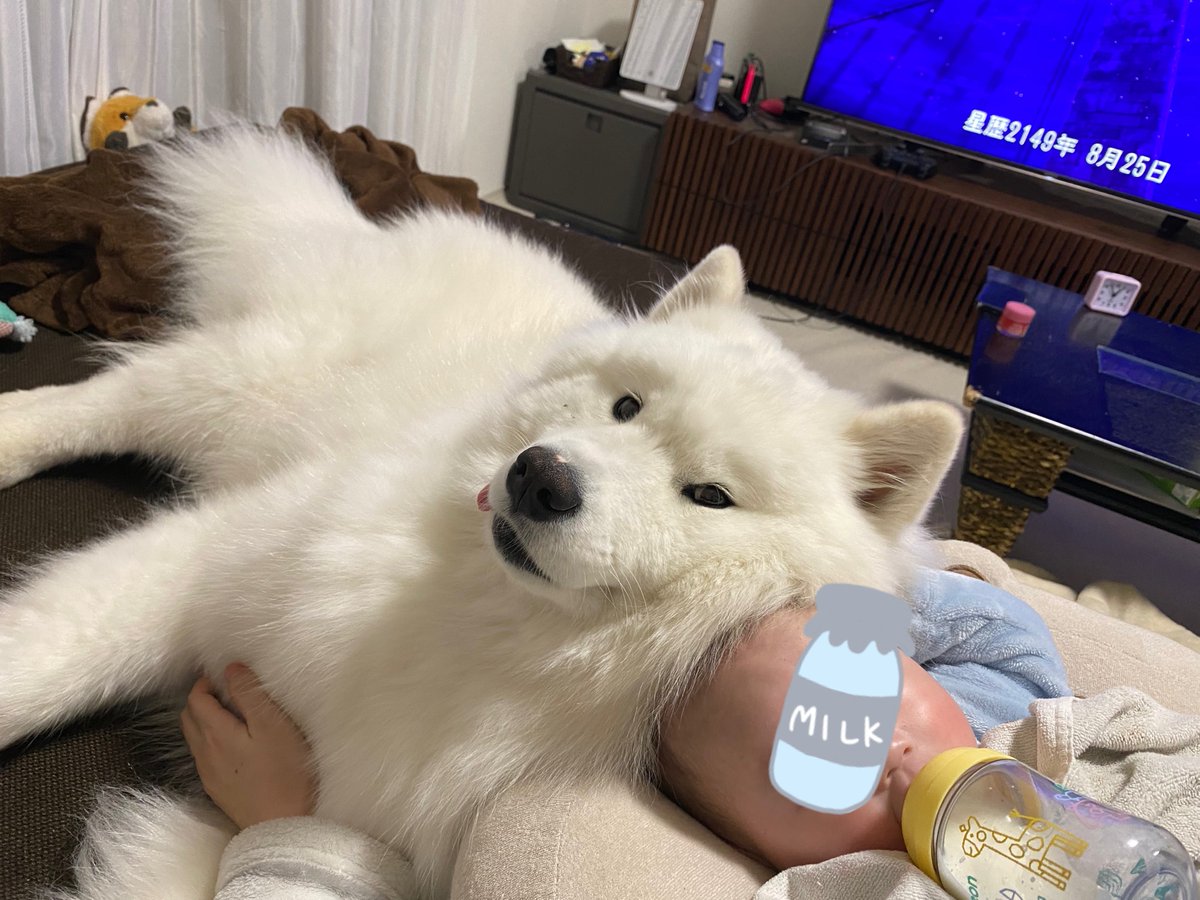 samoyed サモエド ファーコート