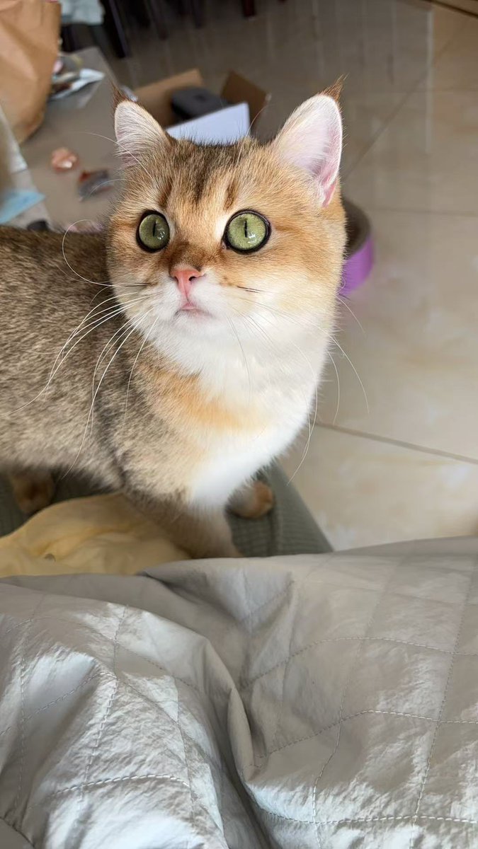 DanielLXiang's tweet photo. 猫太聪明了也不好ദ്ദി（• ˕ •マ.ᐟ https://t.co/LqblseZ3X9