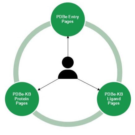 🧪 Interested in small molecules &amp; protein structures?
🌟  Missed our recent webinar on the new PDBe-KB Ligand Pages? Don't worry!

Watch here:
🎥 youtube.com/watch?v=ULJIsC…

Example page on 🌿 plant flavone apigenin:
🔗 pdbe.org/chem/agi

#DrugDesign #StructuralBiology #STEM