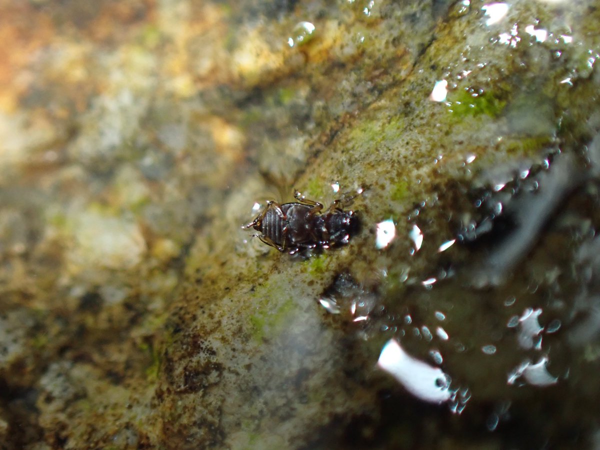 Hydaticusgengo's tweet photo. アマミセスジダルマガムシ
Ochtebius amami Yoshitomi &amp; M.Satô, 2001
念願の奄美大島産。日本産本属ではナカネと比べても最美麗種だと思う。ここまでエメラルドが似合う虫はなかなかいないんじゃないかな
数十どころじゃない数が見られた。やはり3月が発生時期なのだろうか、推し虫&amp;最高 https://t.co/0pcC9HTe4v