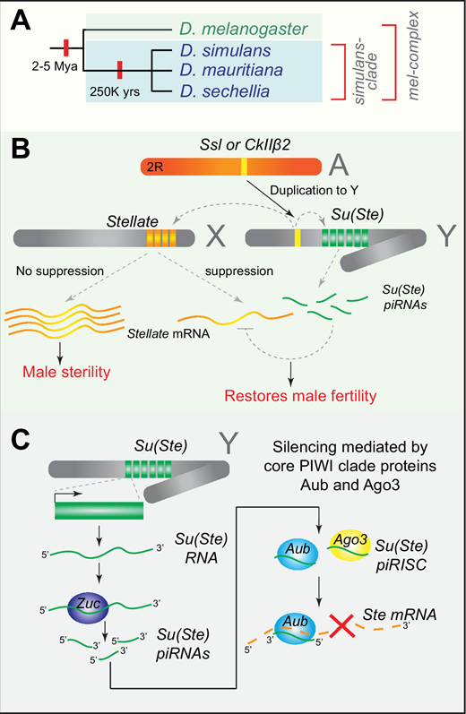 Portland Press (@pppublishing) on Twitter photo The molecular mechanisms by which suppressors emerge and counteract meiotic drive genes remain unclear. This review from Jeffrey Vedanayagam highlights how small RNA pathways control the selfish activities of meiotic drive genes during male gametogenesis.
doi.org/10.1042/BST202… The molecular mechanisms by which suppressors emerge and counteract meiotic drive genes remain unclear. This review from Jeffrey Vedanayagam highlights how small RNA pathways control the selfish activities of meiotic drive genes during male gametogenesis.
doi.org/10.1042/BST202…