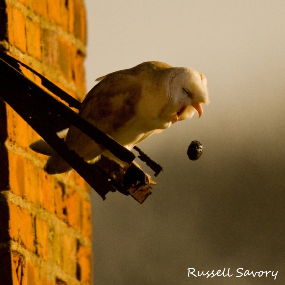 We completed our Searching for Shrews appeal for Barn Owl pellets. Thank you to all 4540 people we emailed!
"Data from these pellets will be hugely valuable in helping us to track the spread &amp; impact of the non-native Greater White-Toothed Shrew. Thank shrew!" Mammal Society CEO