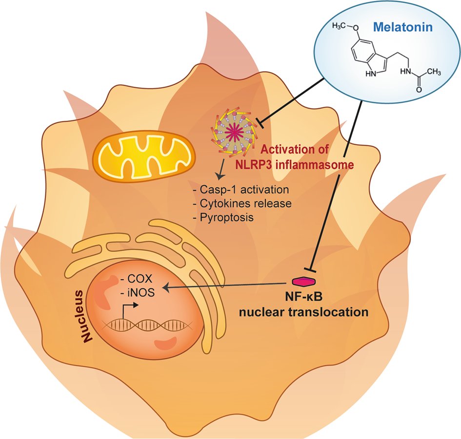 Night shift workers face a higher cancer risk—melatonin disruption may be to blame, weakening DNA repair.

A new randomized trial found that 3 mg of melatonin before sleep boosts DNA repair, potentially reversing this damage and lowering cancer risk. 

Let's dive in 🧵 1/9