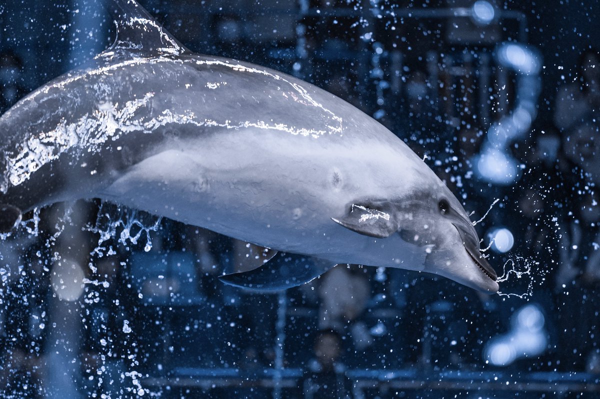 t_aqu_'s tweet image. 水族館に広がる青色の世界が好き