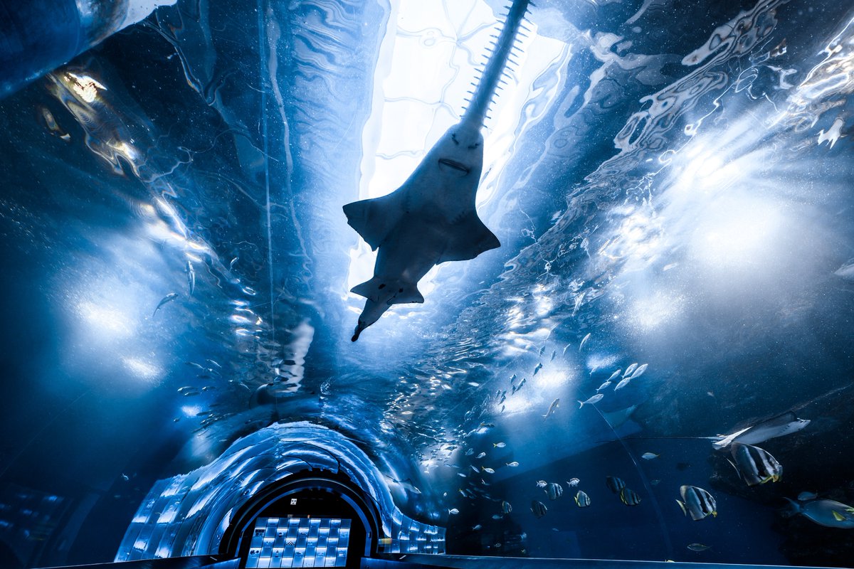 t_aqu_'s tweet image. 水族館に広がる青色の世界が好き
