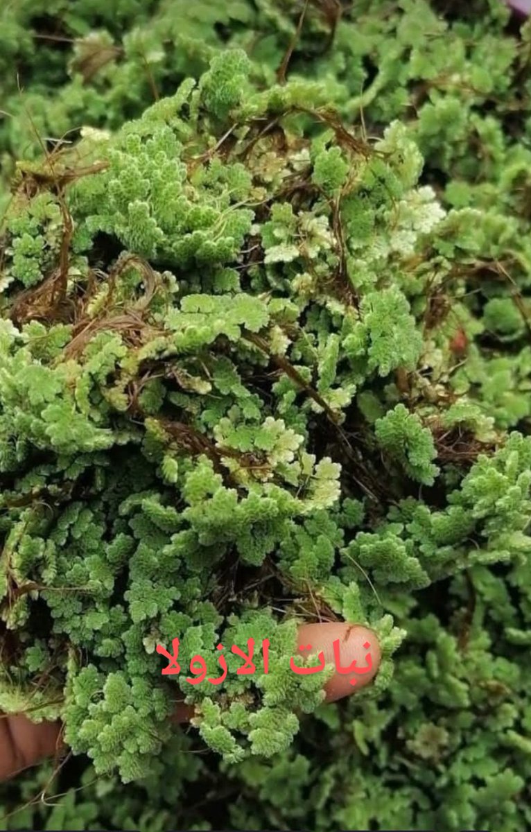 🍀 أهم فوائد الازولا🍀
١- تحسين التربه الزراعيه .٢- تثبيت النيتروجين في التربة . ٣- مصدر مهم للبروتينات والفيتامينات للحيوانات والطيور ( يساعد في تحسين جودة البيض وزيادتها، يزيد ويحسن نسبة اللبن في الحيوانات ) . ٤- يستخدم في صناعة التربة الصناعية .