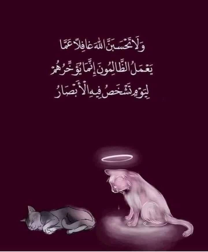 ابو عادل tweet media