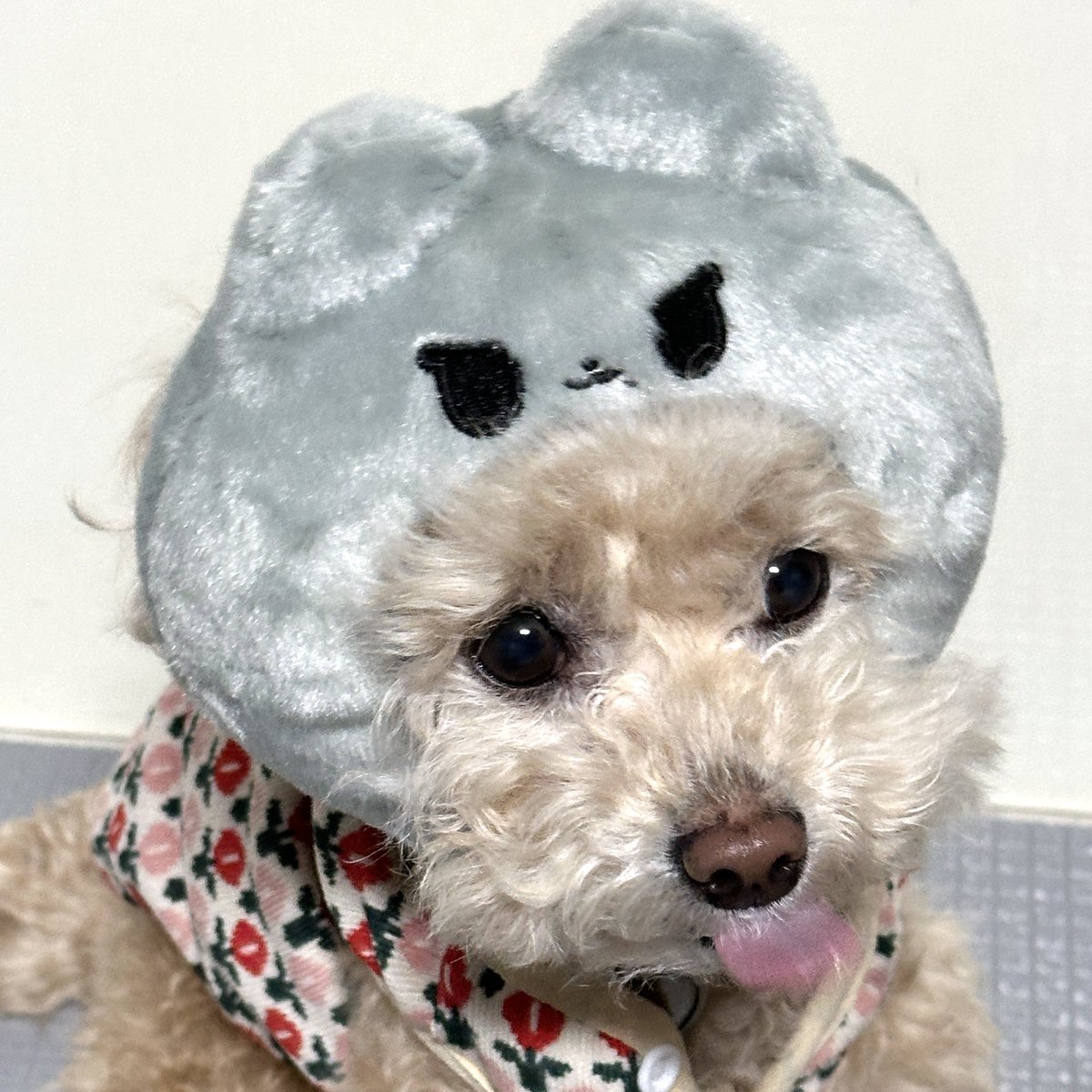 meowmeyoume's tweet photo. 꼬질꼬질 우리집 찌먕이 원 투
#에스파 #aespa #카리나 #찌먕이
@jjimyang https://t.co/Ch8wPtrWIp