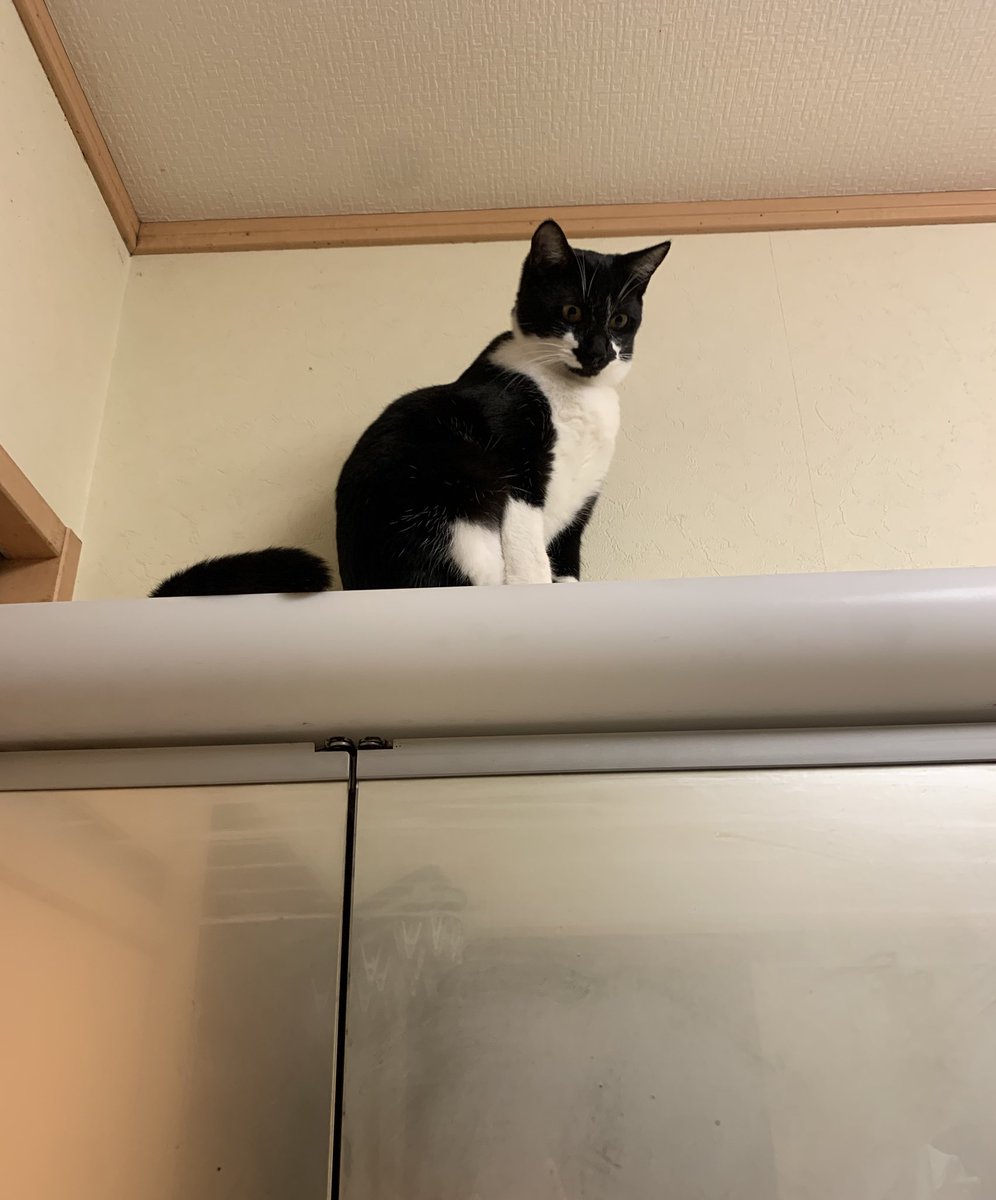 okapichan_'s tweet photo. 猫がせっせと運んでくれる https://t.co/nLo4fjiG0r