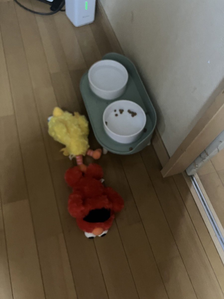 okapichan_'s tweet photo. 猫がせっせと運んでくれる https://t.co/nLo4fjiG0r