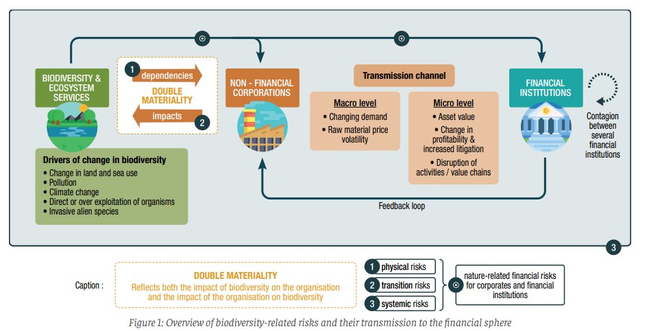 This is one of the best visuals I’ve seen on biodiversity-related risks.

Created by CDC Biodiversité, it does an excellent job of explaining how biodiversity and nature risks flow from ecosystem collapse to financial institutions.
#biodiversity #nature #naturerisk