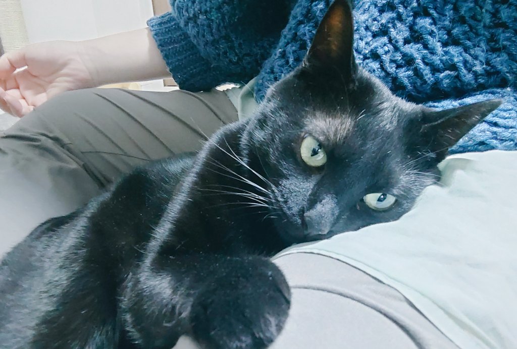 人間の足を枕にする猫