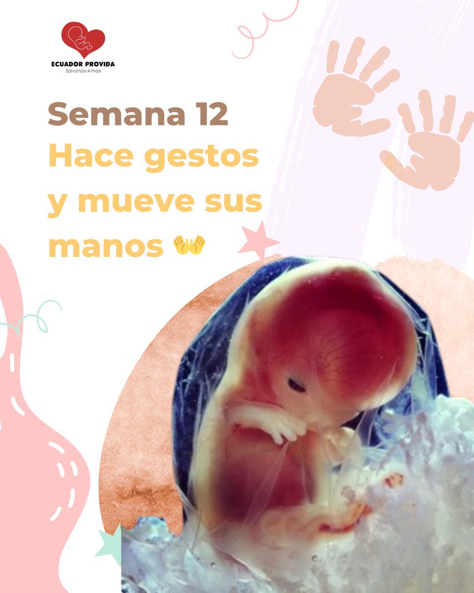 Ecuador Provida tweet media