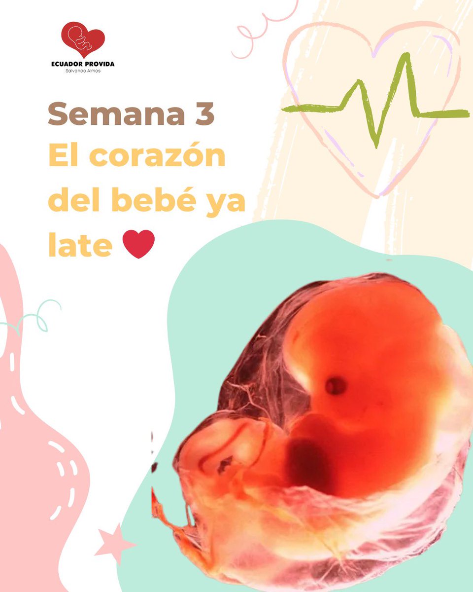 Ecuador Provida tweet media