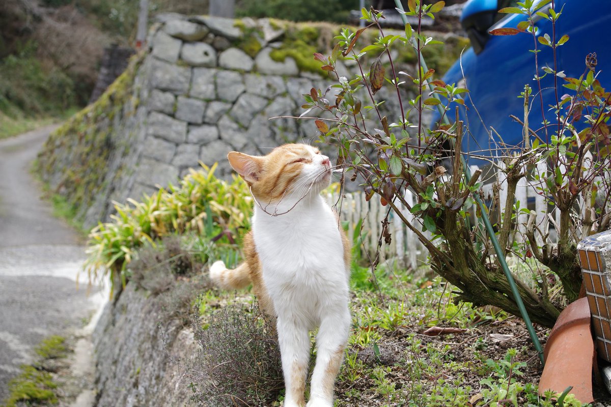 carin2oo's tweet photo. 今日のいたずら猫さん https://t.co/wJOmqeM9Z5