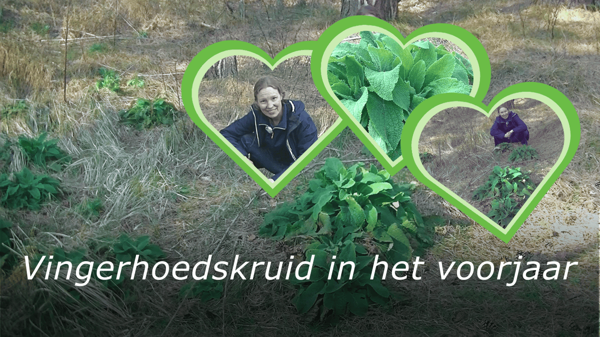 🌸 Nieuw op Plantenliefde! 🌿 In mijn nieuwste video ontdek je alles over Vingerhoedskruid in het voorjaar. 👇 youtu.be/BwCrpRTZV1g abonneer je op mijn kanaal en zet de meldingen aan, zodat je geen enkele video mist! 📹✨ #Plantenliefde #Vingerhoedskruid #Tuinen #Natuur