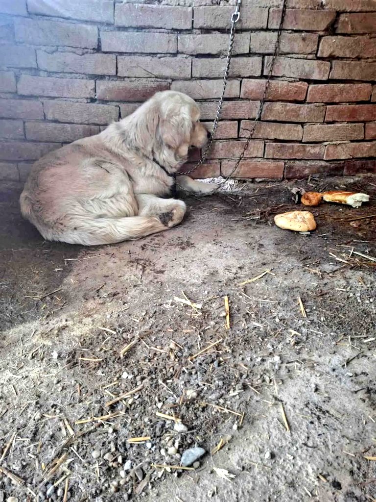 SCD_Rescue's tweet photo. 🆘️🆘️🆘️🆘️🆘️🆘️🆘️🆘️🆘️🆘️🆘️
URGENT HELP NEEDED

OUR RESCUER WAS CALLED ABOUT A DOG CRYING ALL NIGHT AND PEOPLE IN THE VILLAGE COMPLAINING.  THIS POOR GIRL HAS BEEN TOTALLY ABANDONED,  HER FAMILY GONE AND SHE HAS BEEN LEFT ON A CHAIN IN AN OUT BUILDING 💔💔💔💔

WE HAVE TO SAVE HER TODAY OTHERWISE THE LOCALS WILL CALL THE DOG CATCHERS AND SHE WILL BE THROWN IN THE POUND. WE ALL KNOW WHAT THESE PLACES ARE LIKE IN BOSNIA 😔😔

SHE IS S0 FRIGHTENED ALREADY SO WE ARE ASKING EVERYONE  TO DONATE SO WE CAN SAVE HER QUICKLY 🙏🙏🆘️

AS YOU KNOW WITHOUT FUNDS WE JUST CANT HELP SO IM BEGGING EVERYONE TO CHIP IN 🙏

Bank and PayPal Details

https://t.co/gE53QnoSCO

Bank details:

Name: Second Chance Dog Rescue CIC
Account Number: 53479449
Sort Code: 608371
REF: URGENT 

PLEASE PLEASE HELP 🙏🆘️🙏🆘️🙏🆘️