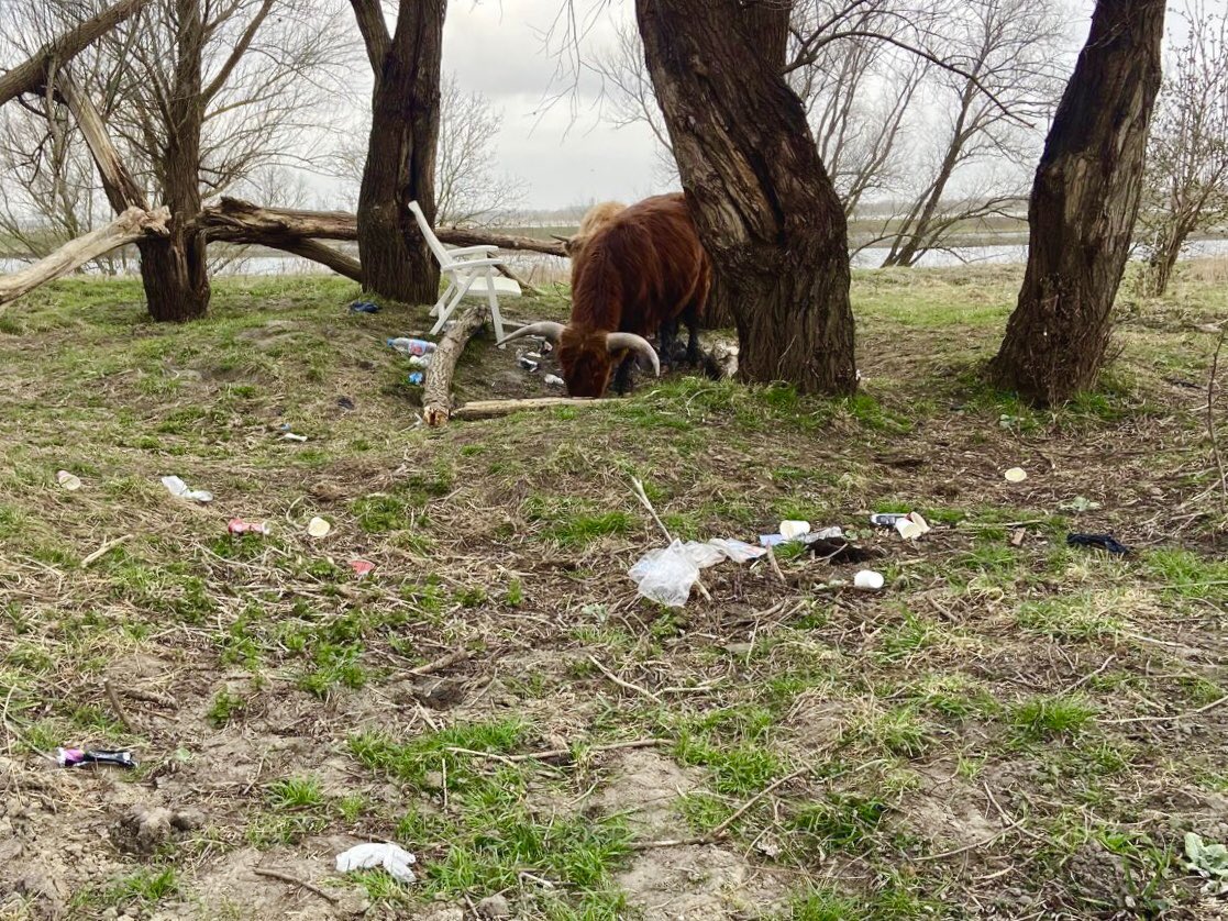 Wees een goede gast in het leefgebied van onze grote grazers! ⛱️🐂 Na het mooie weer van vorige week troffen we het begrazingsgebied De Staart zo aan… We herinneren u er bij deze daarom graag even aan om uw afval op te ruimen én mee naar huis te nemen!

📷 Jeroen Maller